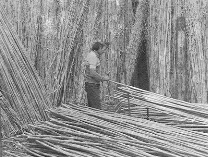 �ʐ^�P�F���i�����j